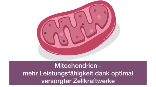 Webinar: Mitochondrien - mehr Leistungsfähigkeit durch optimal versorgte Zellkraftwerke
